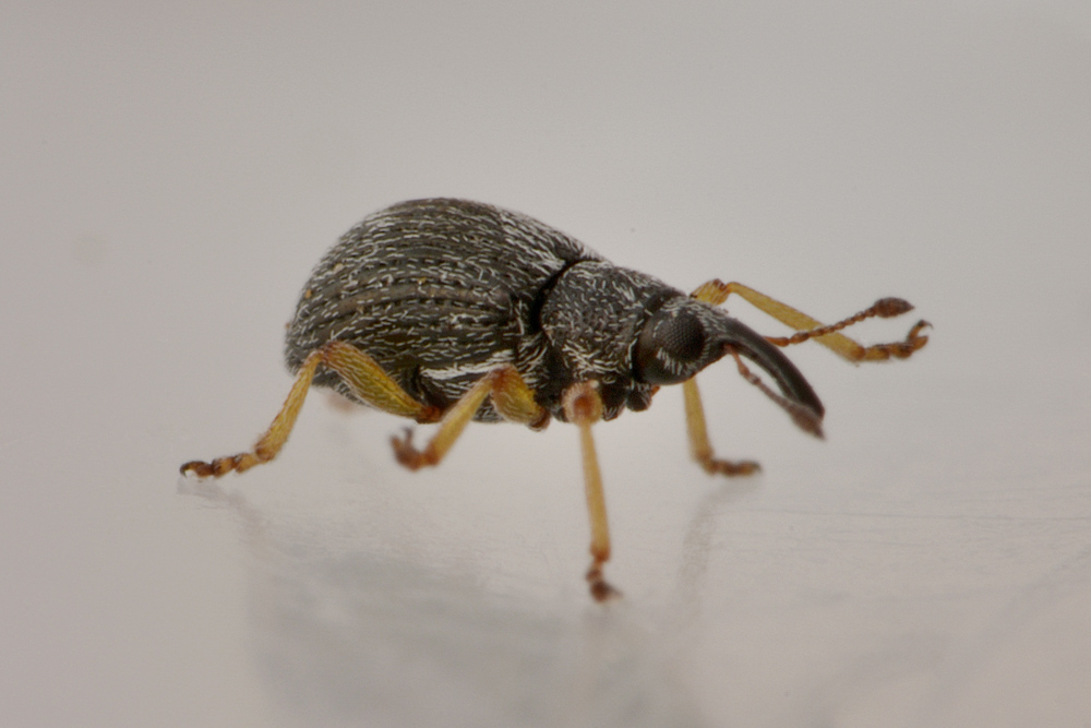 Apionidae: Kalcapion sp?  S, Kalcapion semivittatum semivittatum